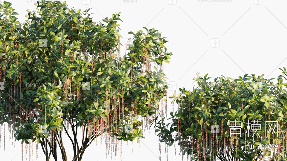 红花玉蕊树   树3D模型下载【ID:602079】