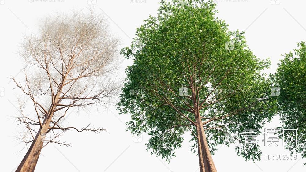 水杉 观景树3D模型下载【ID:602958】