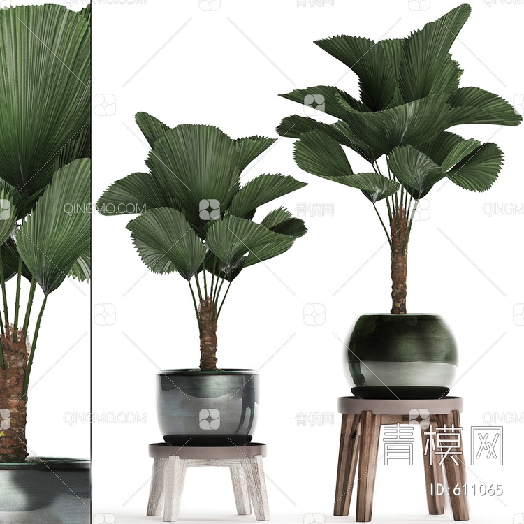 植物盆栽  圆叶刺轴榈3D模型下载【ID:611065】