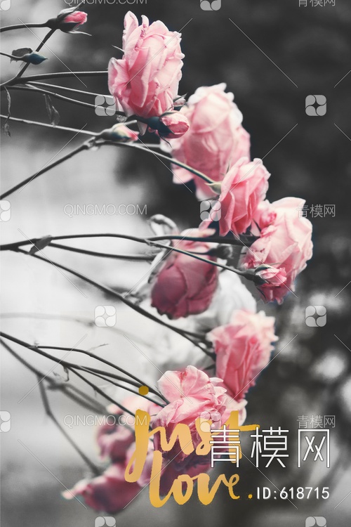 蔷薇  月季花贴图下载【ID:618715】