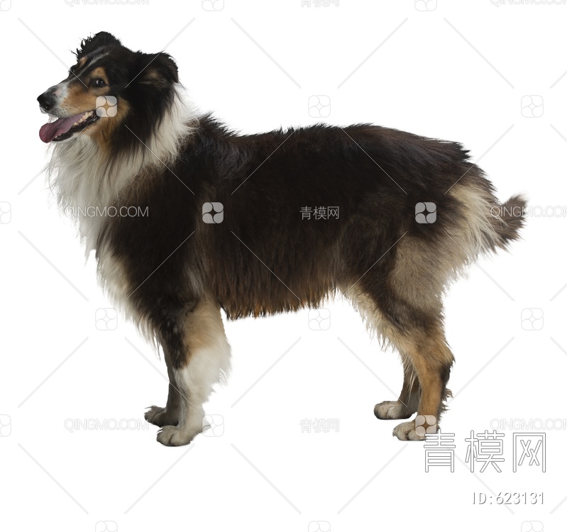 牧羊犬 犬PSD文件psd下载【ID:623131】