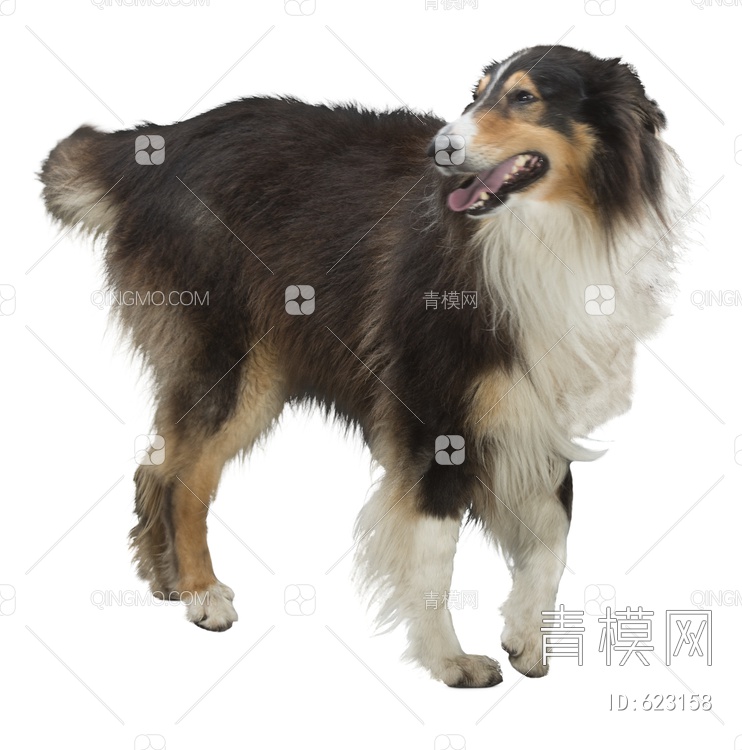 牧羊犬 犬PSD文件psd下载【ID:623158】