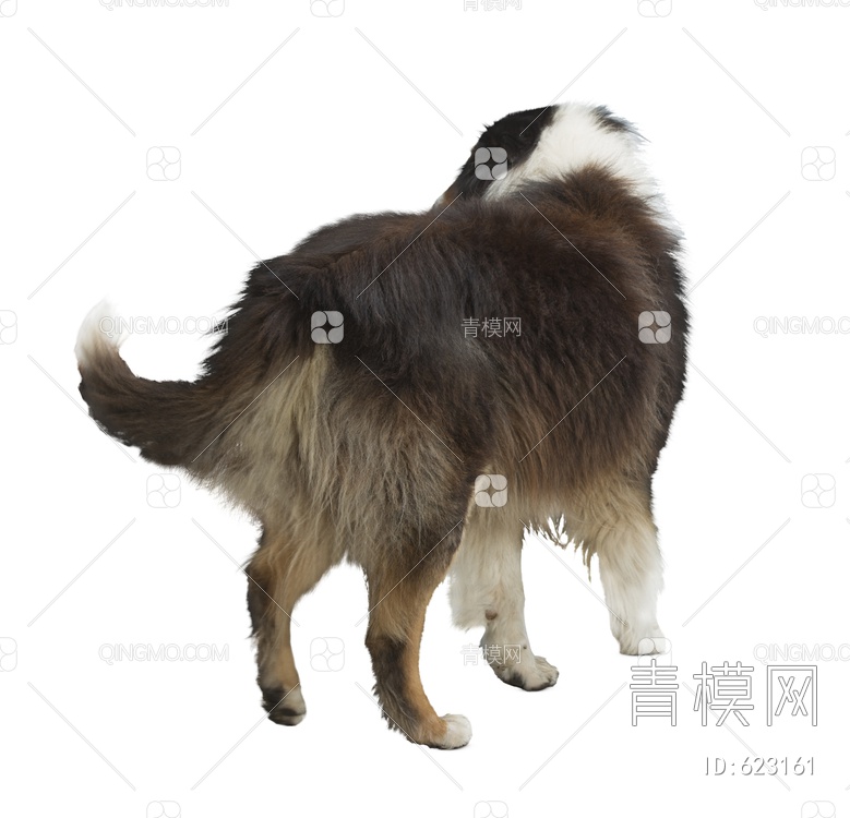 牧羊犬 犬PSD文件psd下载【ID:623161】