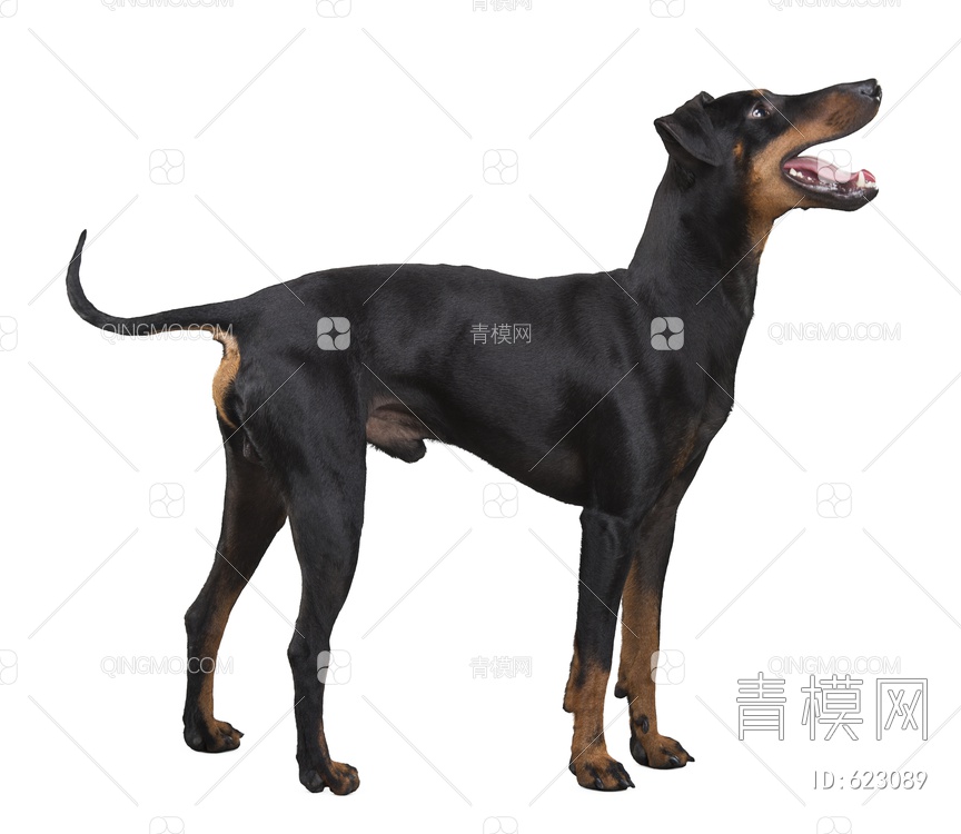 杜宾犬 狗 PSD文件psd下载【ID:623089】