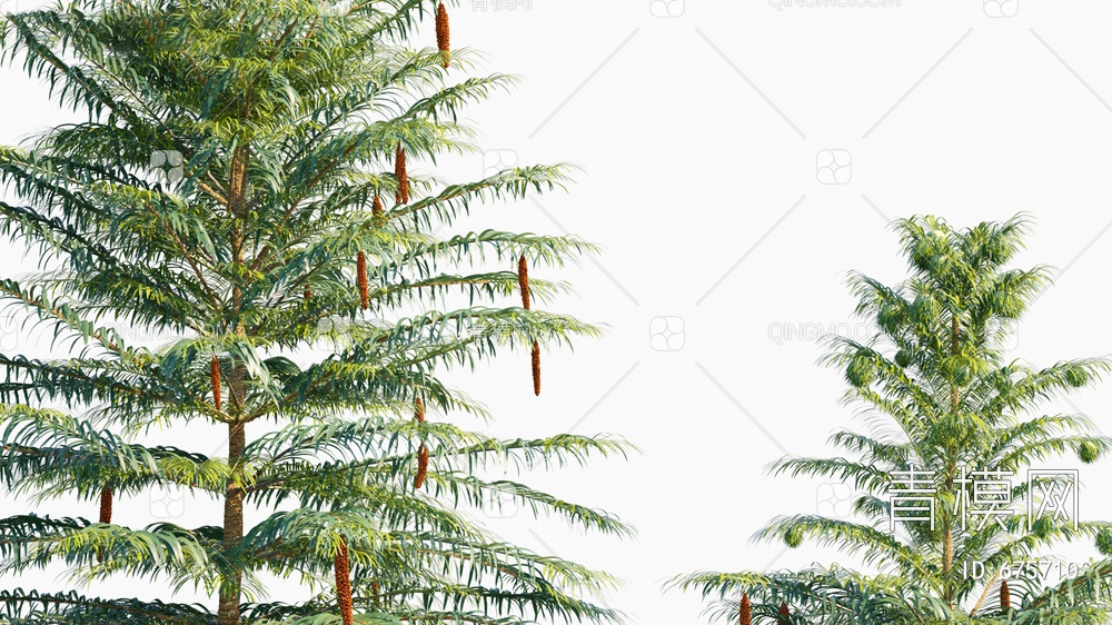 凤尾杉 杉树 树3D模型下载【ID:675710】