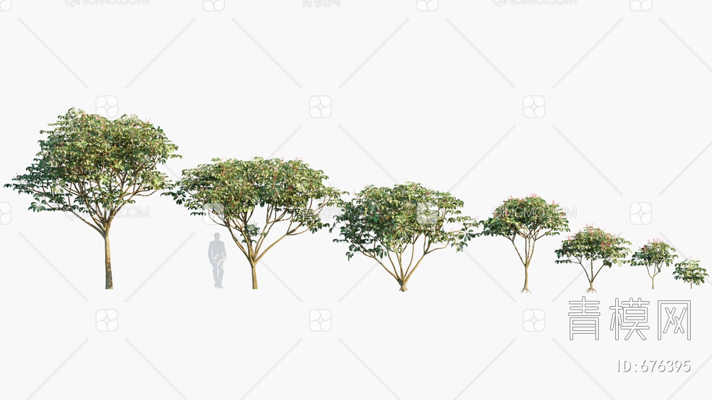 澳洲鸭脚木 伞树3D模型下载【ID:676395】