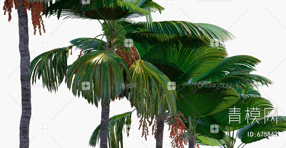 树 棕榈 圆叶刺棕榈3D模型下载【ID:675842】