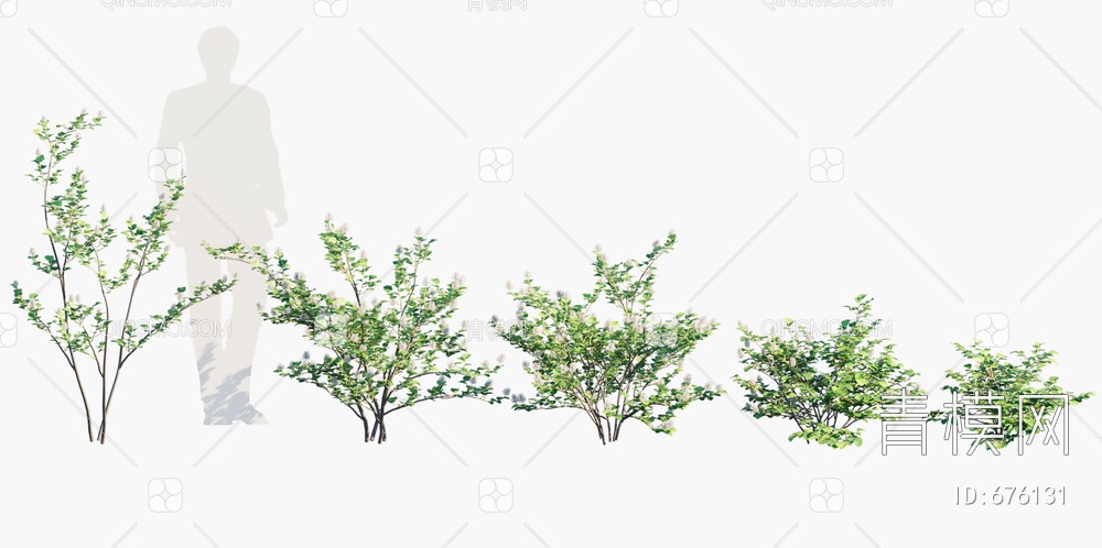树 矮银刷树 灌木3D模型下载【ID:676131】