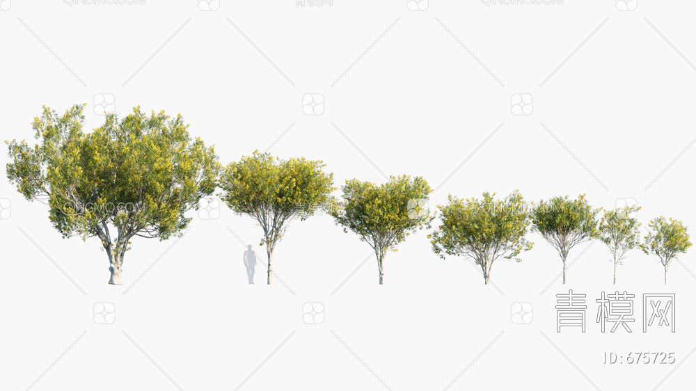 铁架木 巴西铁力木 巴西铁木 树 开花树3D模型下载【ID:675725】