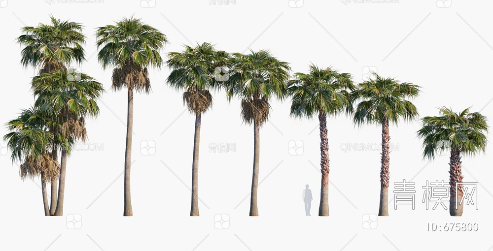 树 棕榈3D模型下载【ID:675800】