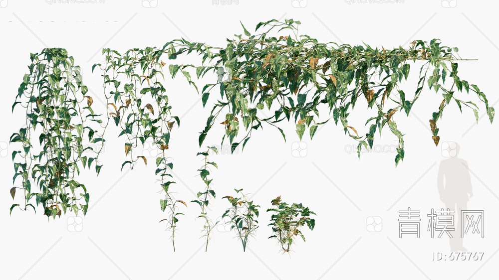 小叶喜林芋 藤曼植物3D模型下载【ID:675767】