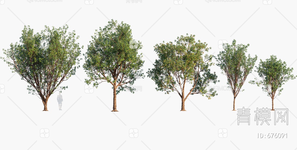血皮槭 树 红木树3D模型下载【ID:676091】