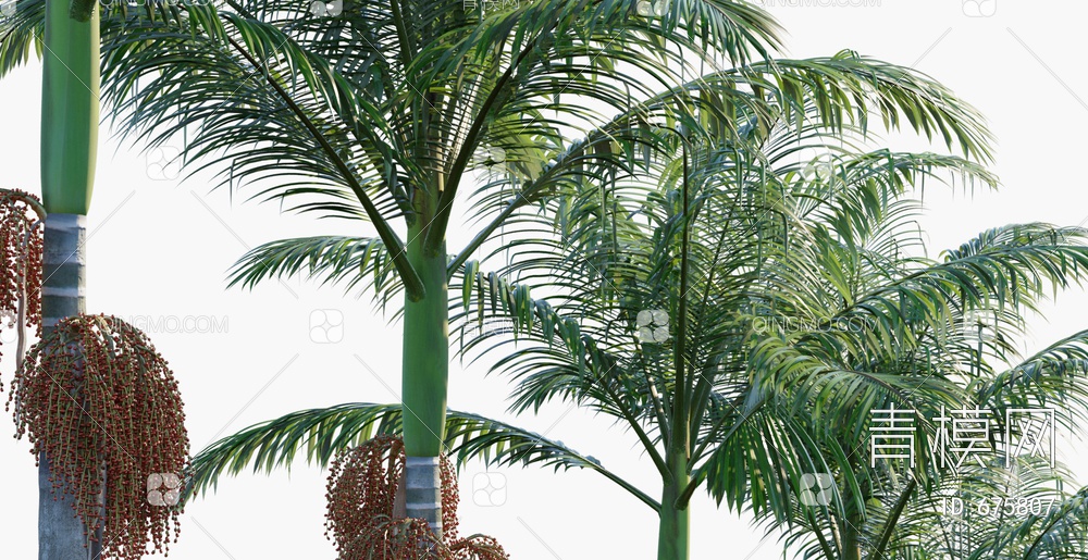 树 棕榈 假槟榔3D模型下载【ID:675807】