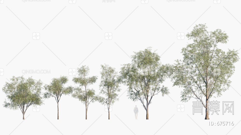 蓝桉  蓝桉树3D模型下载【ID:675716】