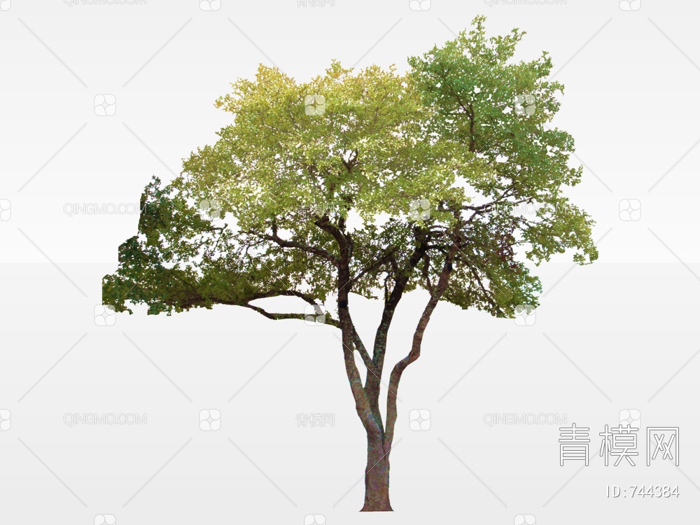 2D树 2D树木 景观树SU模型下载【ID:744384】