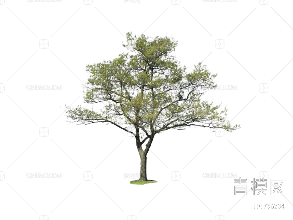 树 景观树SU模型下载【ID:756234】