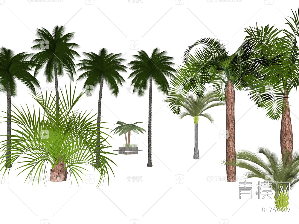 棕榈 热带植物SU模型下载【ID:766659】