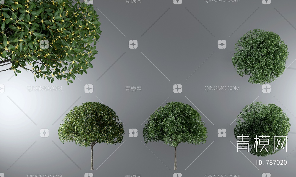 桂花树,户外树木3D模型下载【ID:787020】
