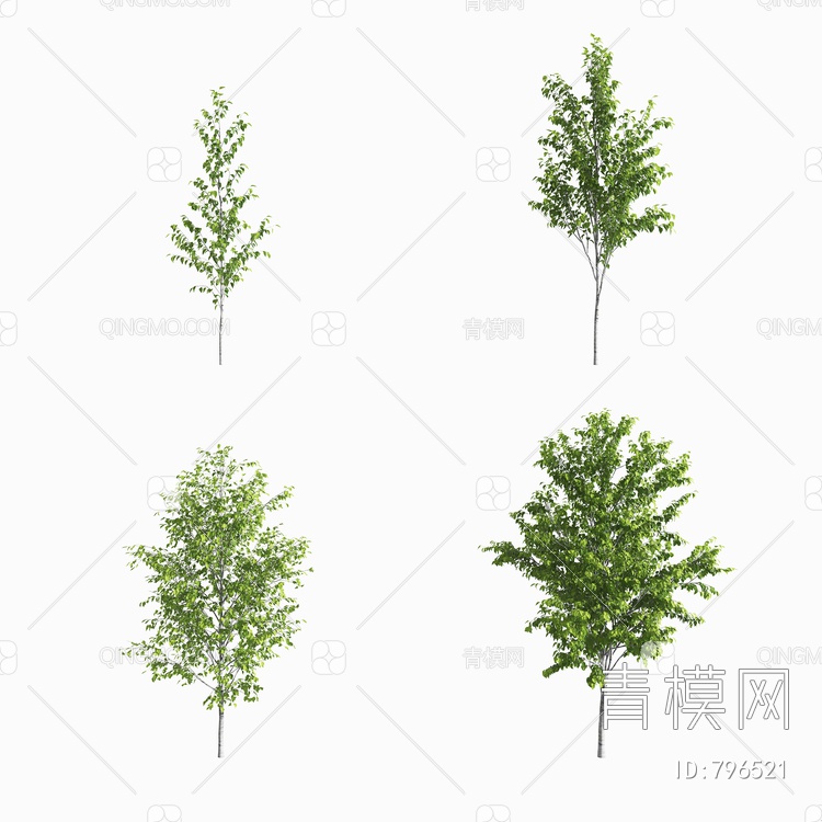 白桦树 景观树3D模型下载【ID:796521】