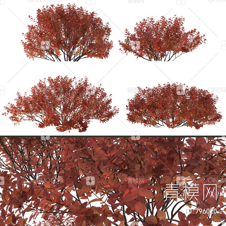 红天竹灌木3D模型下载【ID:796020】