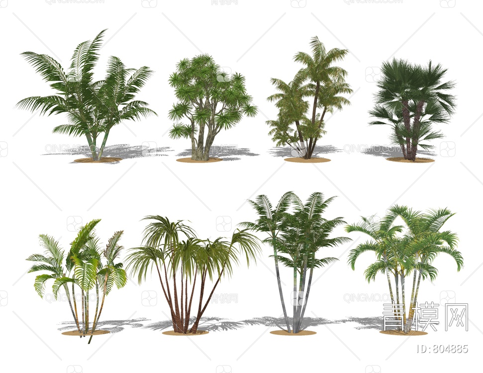 丛生棕榈椰子树SU模型下载【ID:804885】