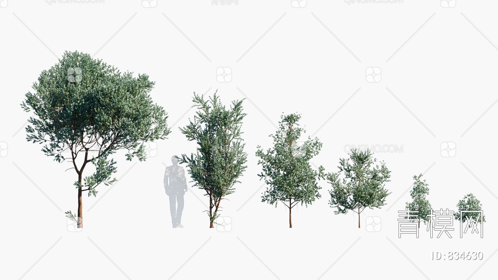 银叶桉 桉树 树3D模型下载【ID:834630】