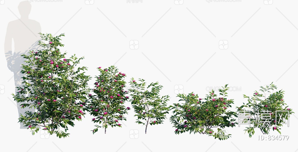 开花灌木 开花植物3D模型下载【ID:834579】