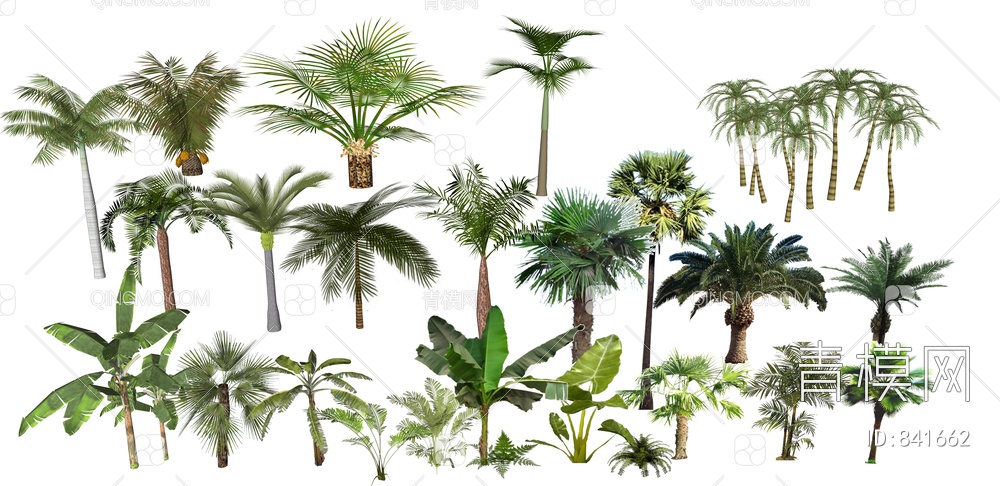 热带棕榈树 棕树SU模型下载【ID:841662】