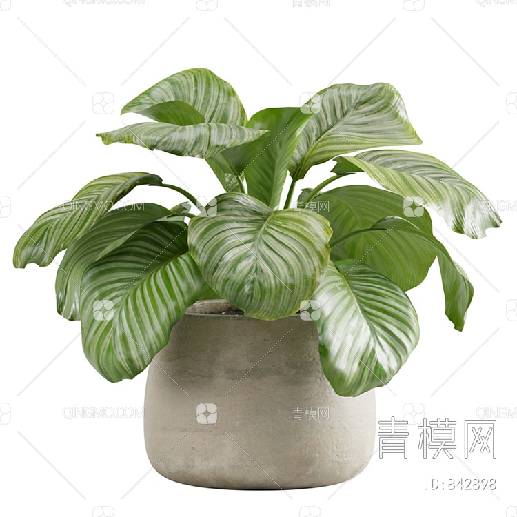 植物盆栽3D模型下载【ID:842898】