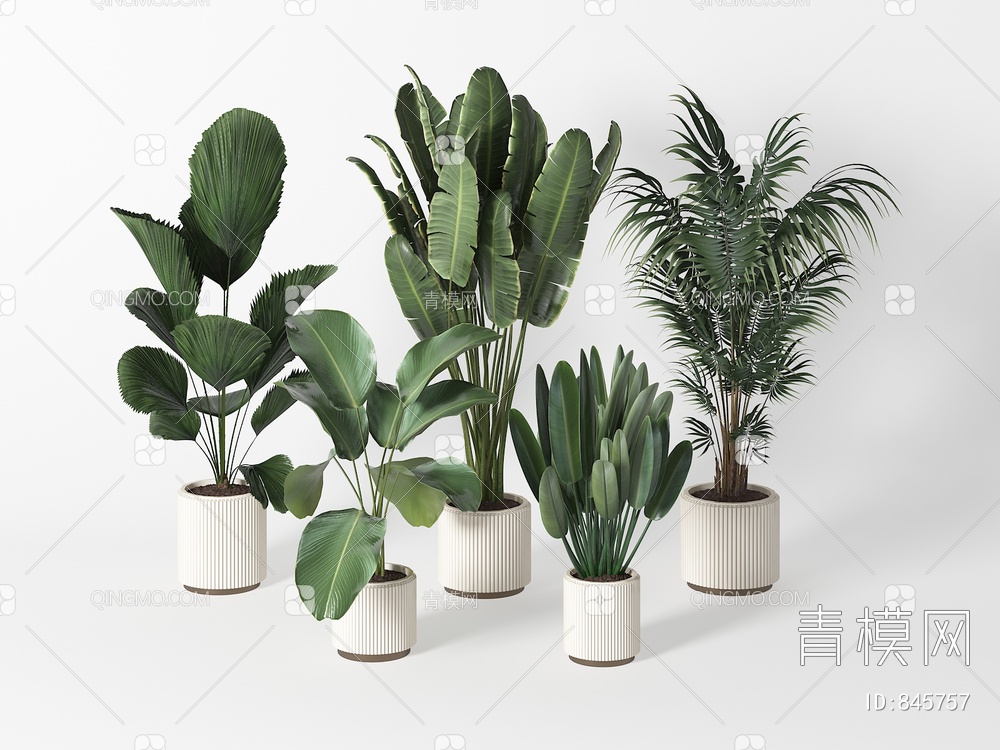 植物 盆栽植物 美人蕉3D模型下载【ID:845757】