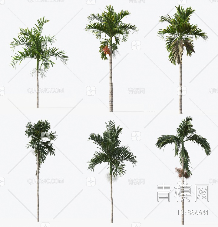 棕榈树 热带树 椰子3D模型下载【ID:886641】