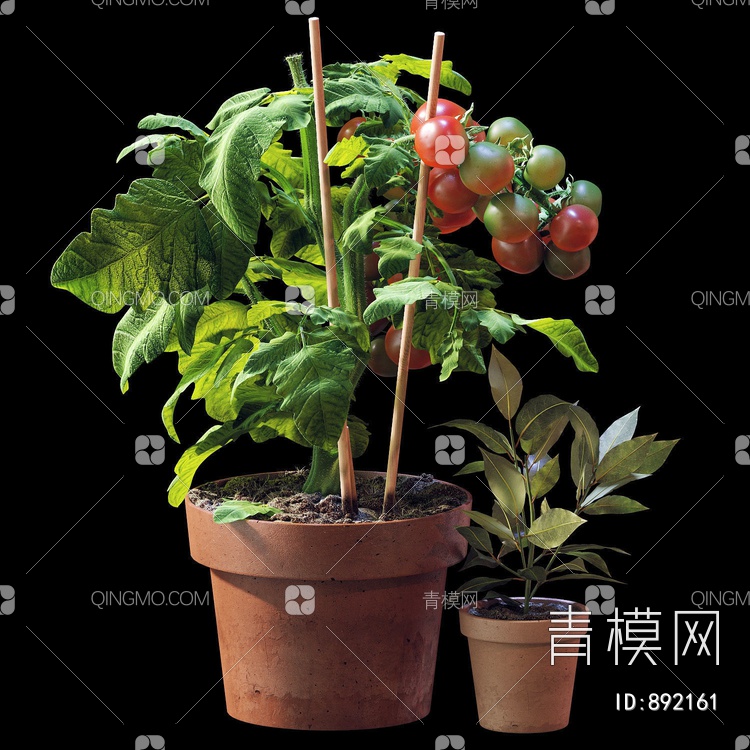 盆栽 小番茄3D模型下载【ID:892161】