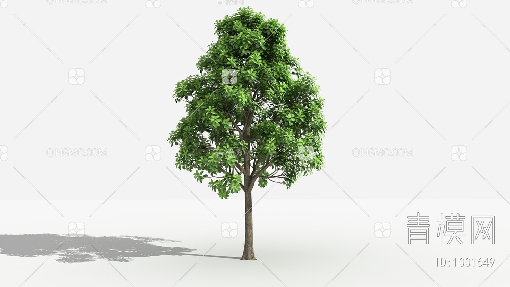 大叶樟 灌木 树 植物3D模型下载【ID:1001649】