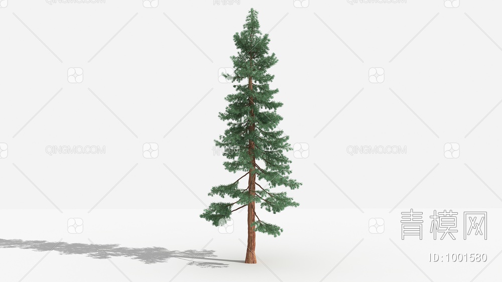 北美红杉 灌木 树 植物3D模型下载【ID:1001580】