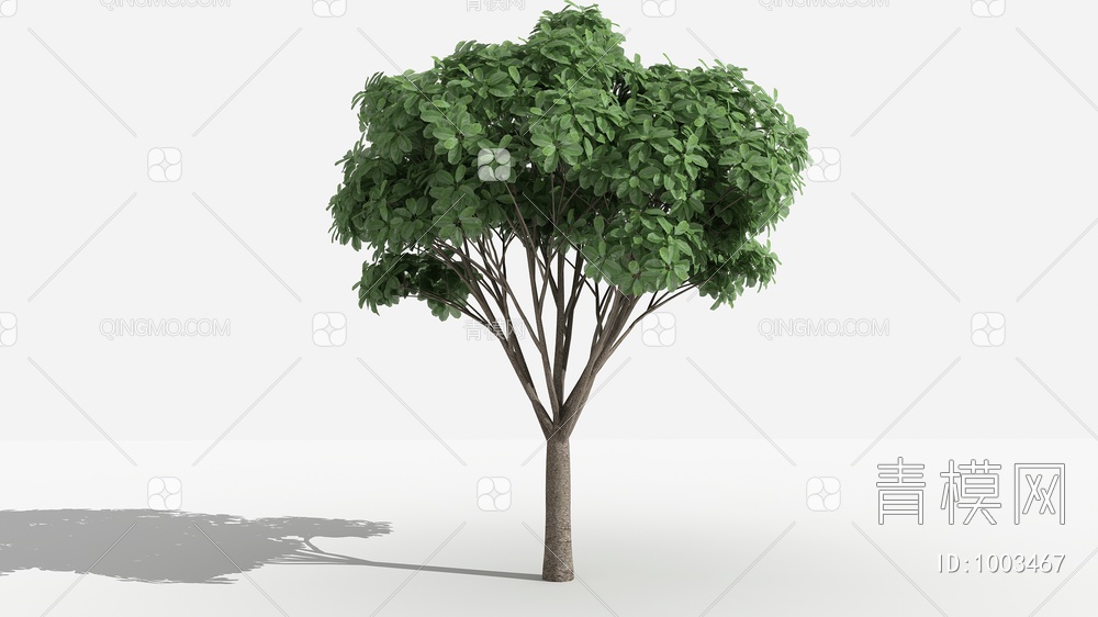 虎克榕   灌木 树 植3D模型下载【ID:1003467】