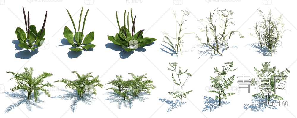 花草，草丛，野花，杂草，3D模型下载【ID:1010160】