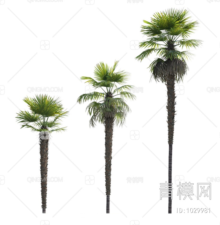 热带树木3D模型下载【ID:1029981】