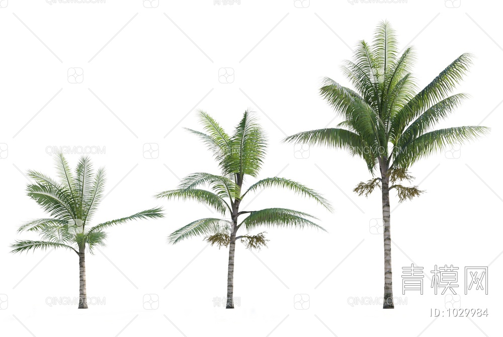 热带树木3D模型下载【ID:1029984】