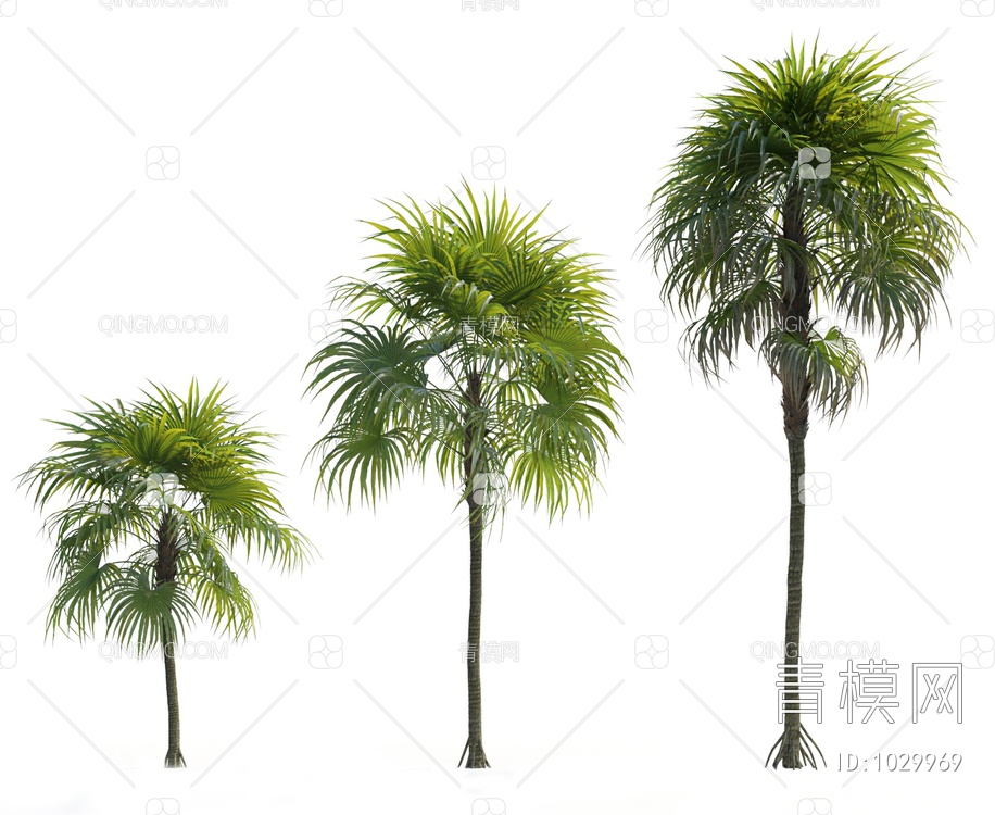 热带棕榈树3D模型下载【ID:1029969】
