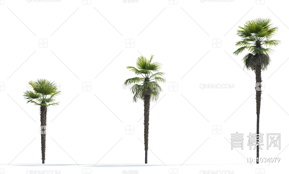 热带棕榈树3D模型下载【ID:1034079】