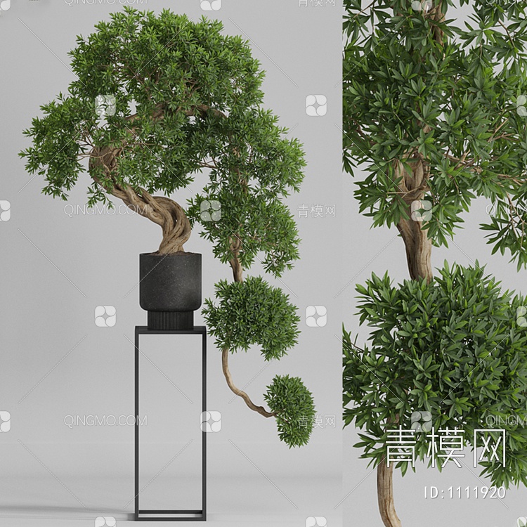 Plants 迎客松盆景3D模型下载【ID:1111920】