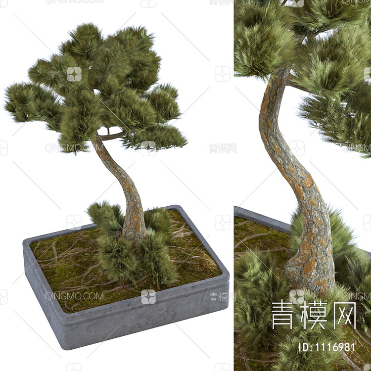 室内外盆栽松树3D模型下载【ID:1116981】