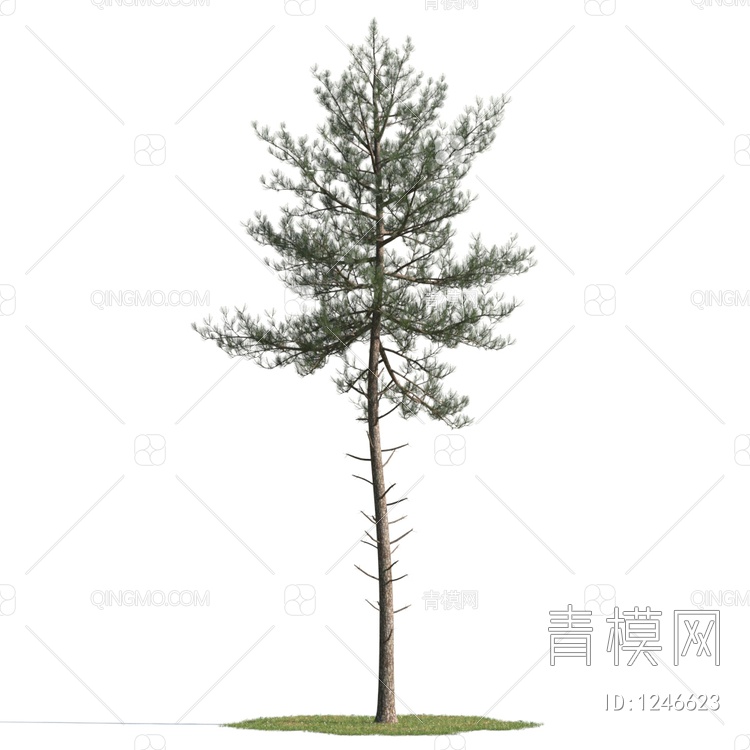 松树3D模型下载【ID:1246623】