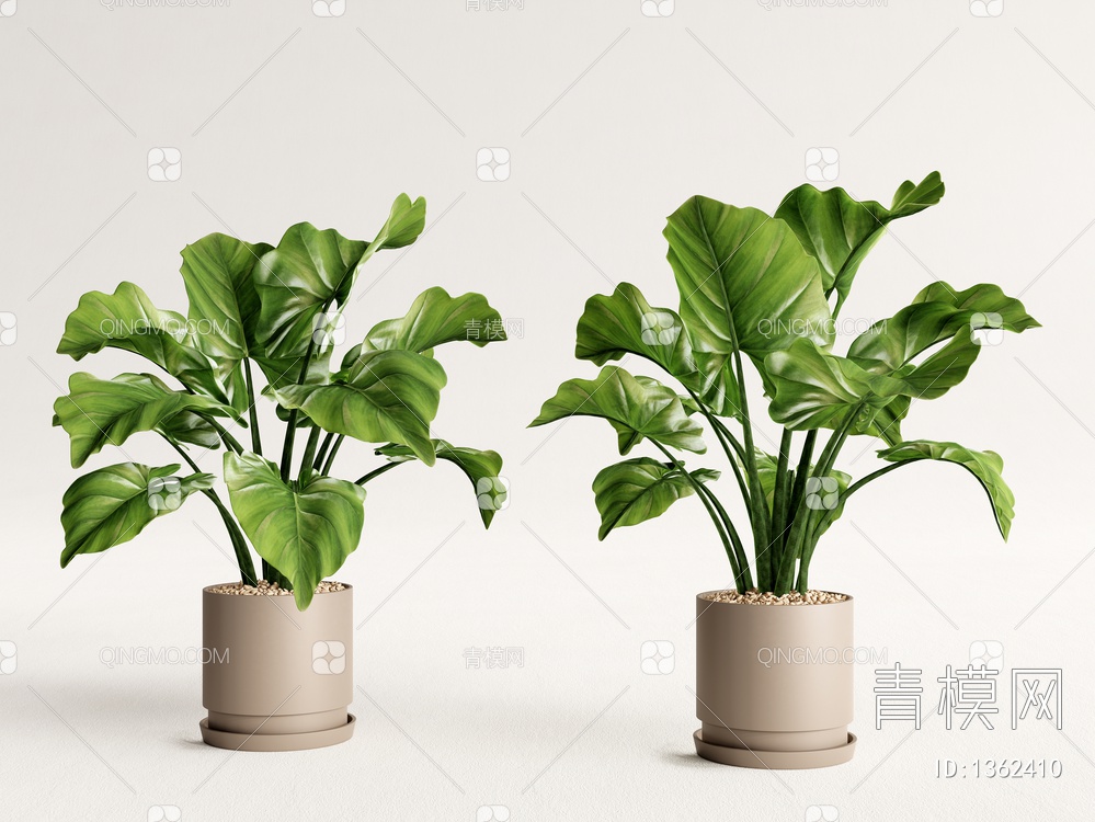 植物盆栽 绿植盆景 绿萝3D模型下载【ID:1362410】