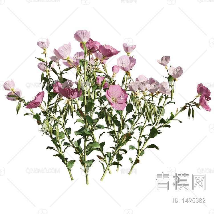 Oenothera speciosa花草3D模型下载【ID:1495382】