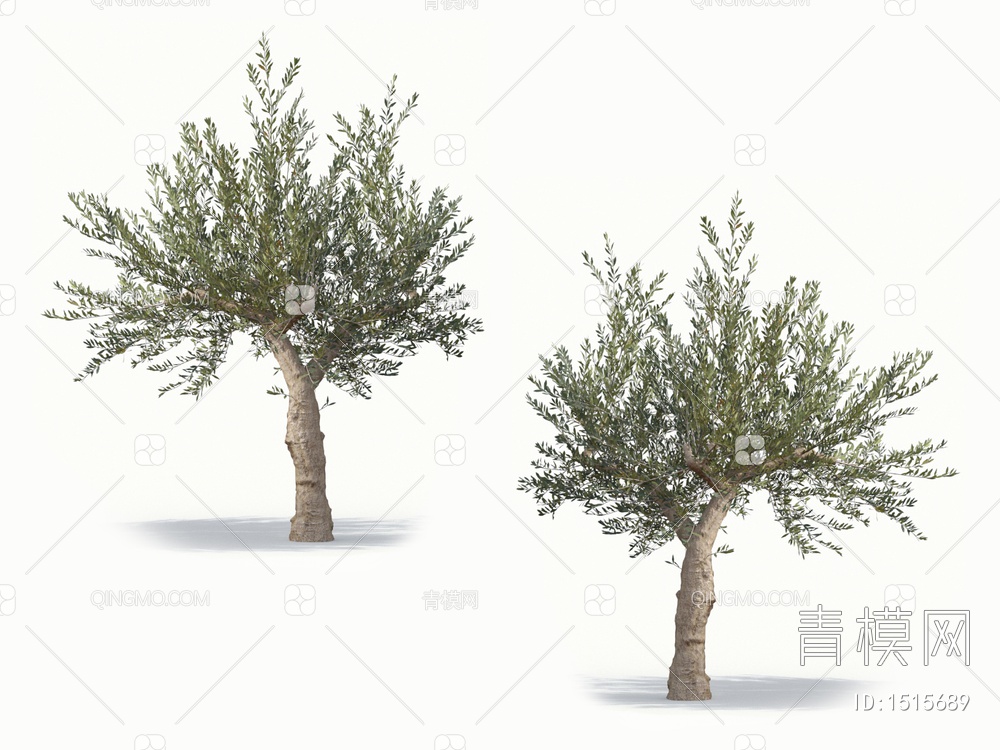橄榄树 油橄榄 乔木 树3D模型下载【ID:1515689】
