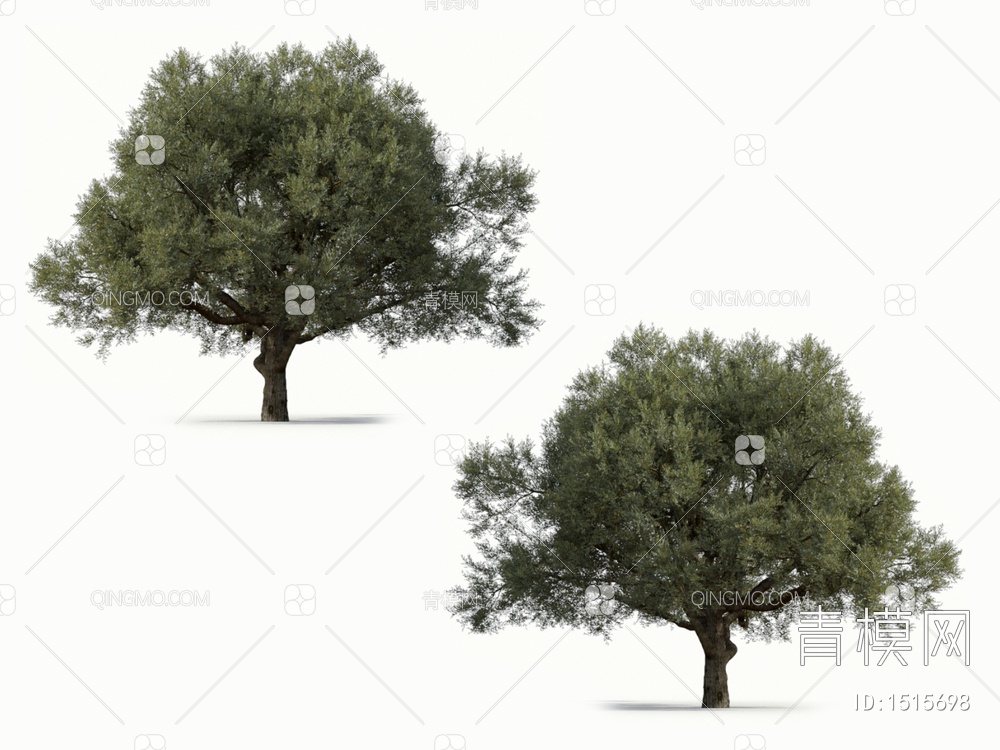 橄榄树 油橄榄 乔木 树3D模型下载【ID:1515698】