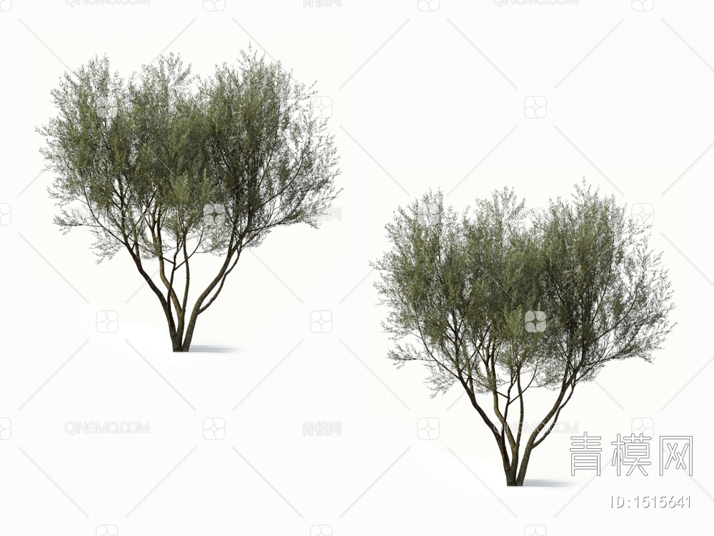 橄榄树 油橄榄 乔木 树3D模型下载【ID:1515641】