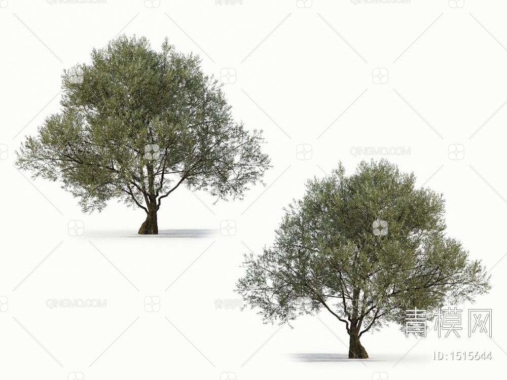 橄榄树 油橄榄 乔木 树3D模型下载【ID:1515644】