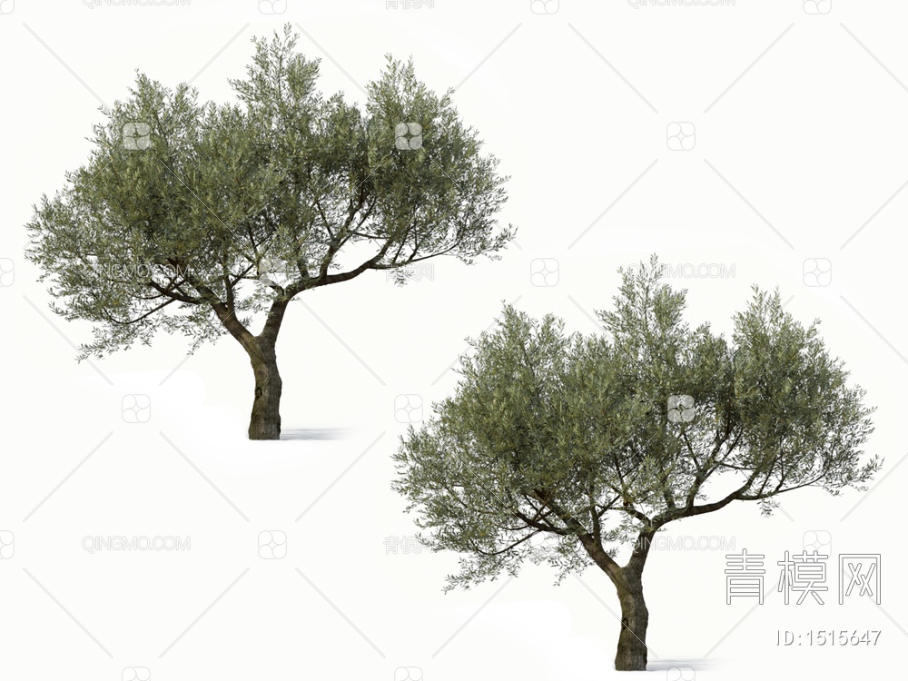 橄榄树 油橄榄 乔木 树3D模型下载【ID:1515647】